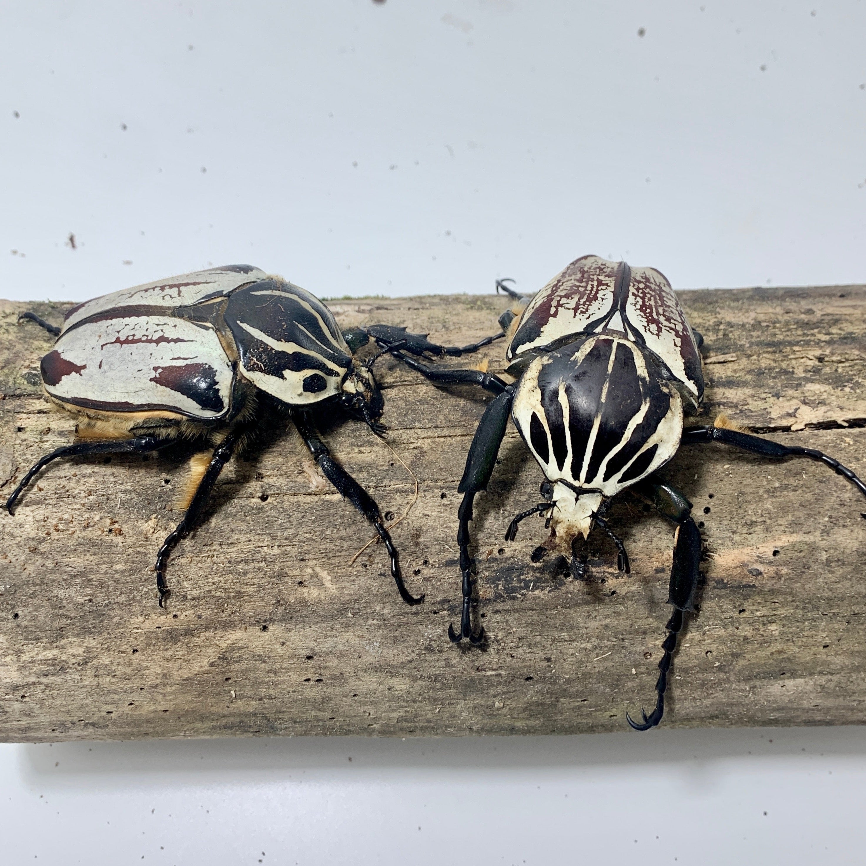 Goliathus goliatus Pair #3 (70 mm Male) – JamJam Exotic