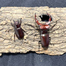 Load image into Gallery viewer, Giant Stag Beetle Adult
