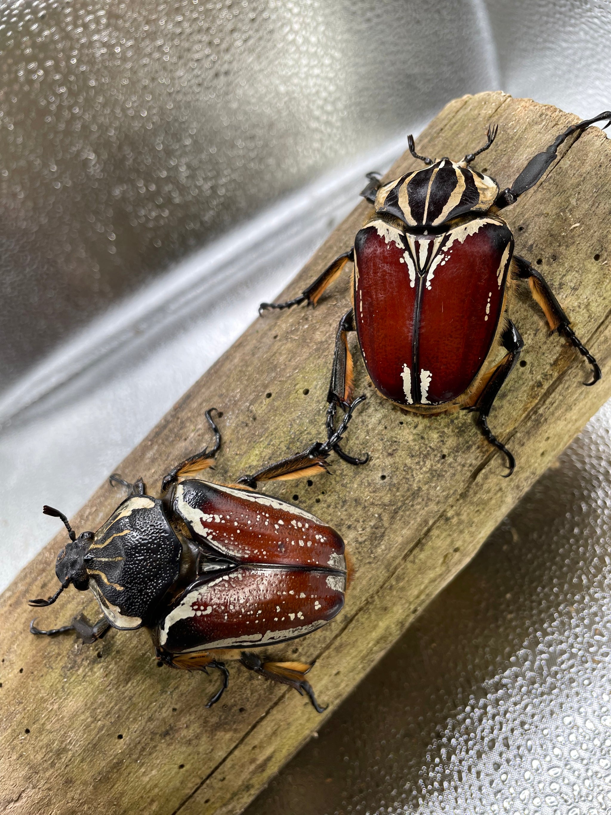 Goliathus goliatus Pair #1 (62 mm Male) – JamJam Exotic
