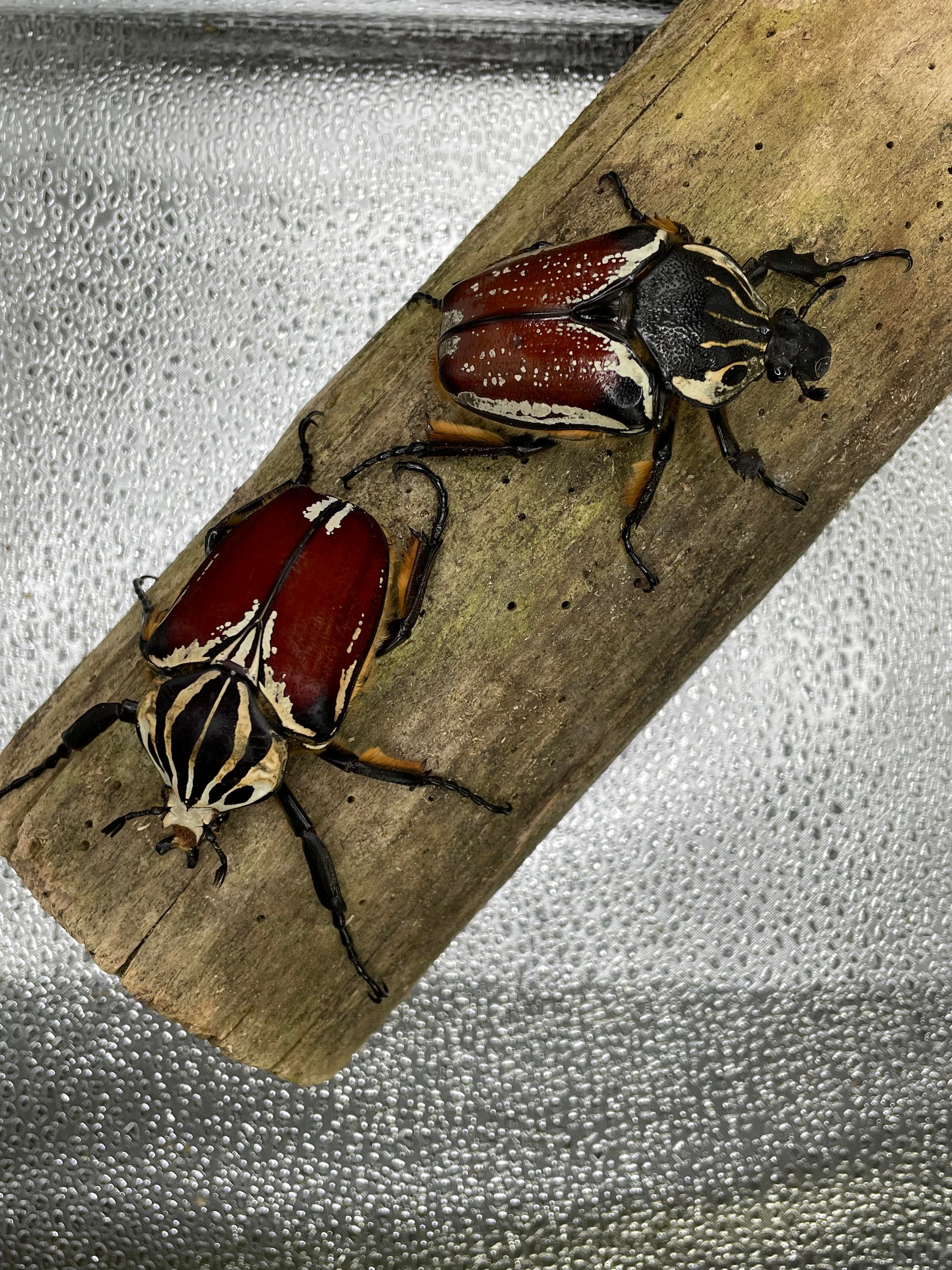 標本 Goliathus goliatus apicalis 75mm CONGO Goliathus goliatus apicalis 82mm Giant Goliathus Beetle - Framed