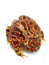Load image into Gallery viewer, High Red Ornate (Extra Red) #1
