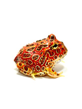 Load image into Gallery viewer, High Red Ornate (Extra Red) #2
