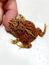 Load image into Gallery viewer, High Red Ornate (Extra Red) #6
