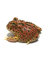 Load image into Gallery viewer, High Red Ornate (Extra Red) #6
