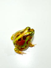 Load image into Gallery viewer, X4 Chaco Horned Frog (Rainbow)
