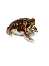 Load image into Gallery viewer, Bushveld Rain Frog
