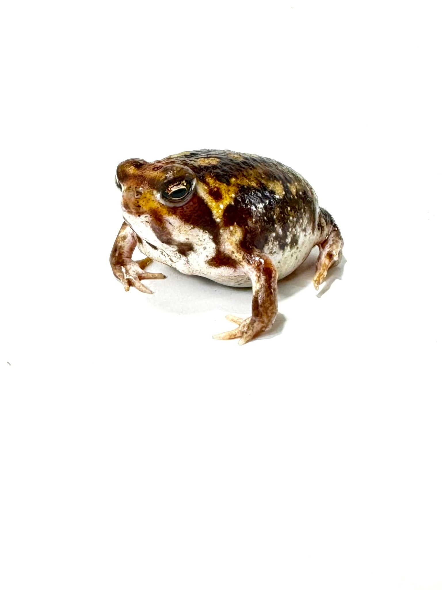 rain frog for sale