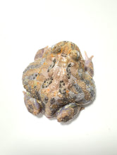 Load image into Gallery viewer, E6 Adult Male Lavender Mutant
