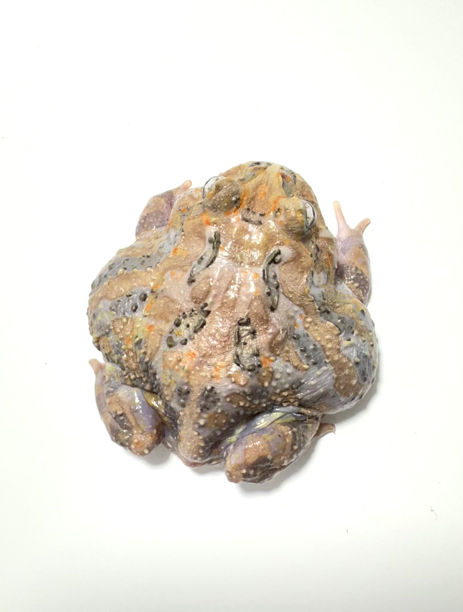 E6 Adult Male Lavender Mutant – JamJam Exotic