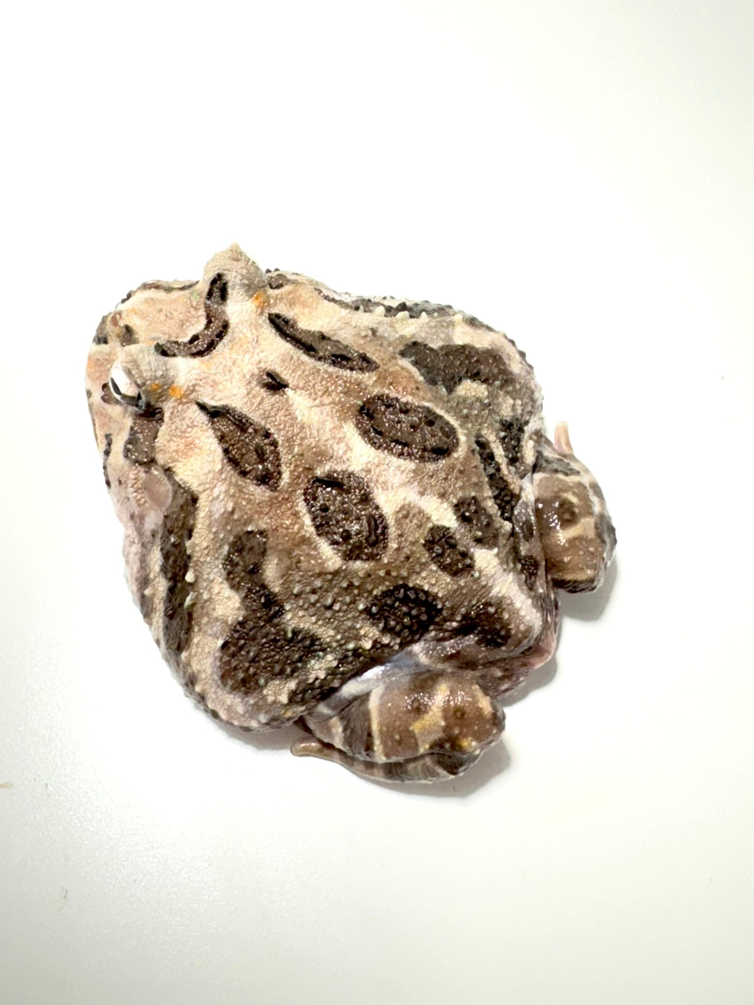 E7 Adult Female Phantom Mutant – JamJam Exotic