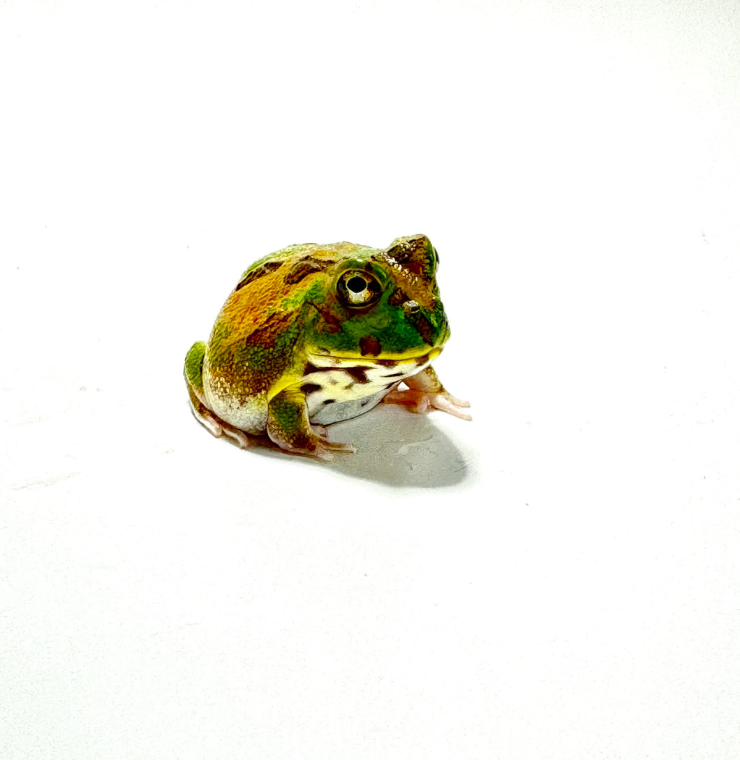 X2 Chaco Horned Frog (Rainbow)