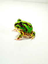 Load image into Gallery viewer, X3 Chaco Horned Frog (Rainbow)
