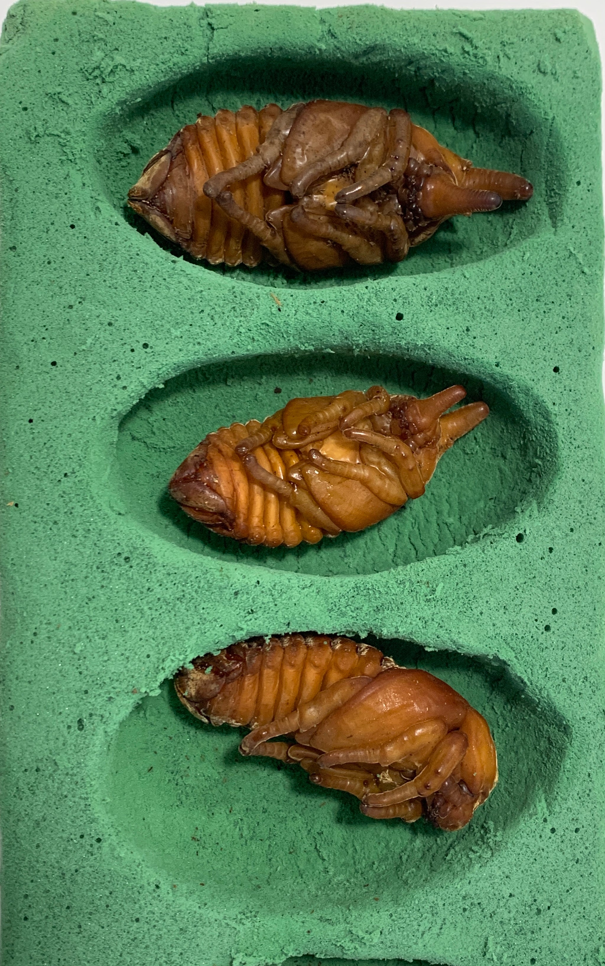 Kinshi for Sale | Buy Kinshi Online – JamJam Exotic