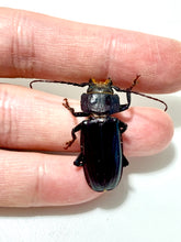 Load image into Gallery viewer, Malladon Long Horned Beetle Larvae
