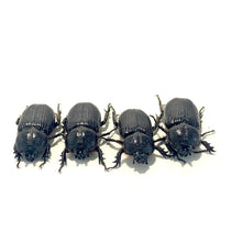 Load image into Gallery viewer, Hemiphilerus illutatus Beetle Larvae
