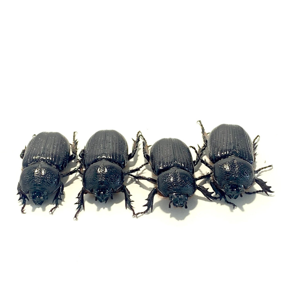 Hemiphilerus illutatus Beetle Larvae
