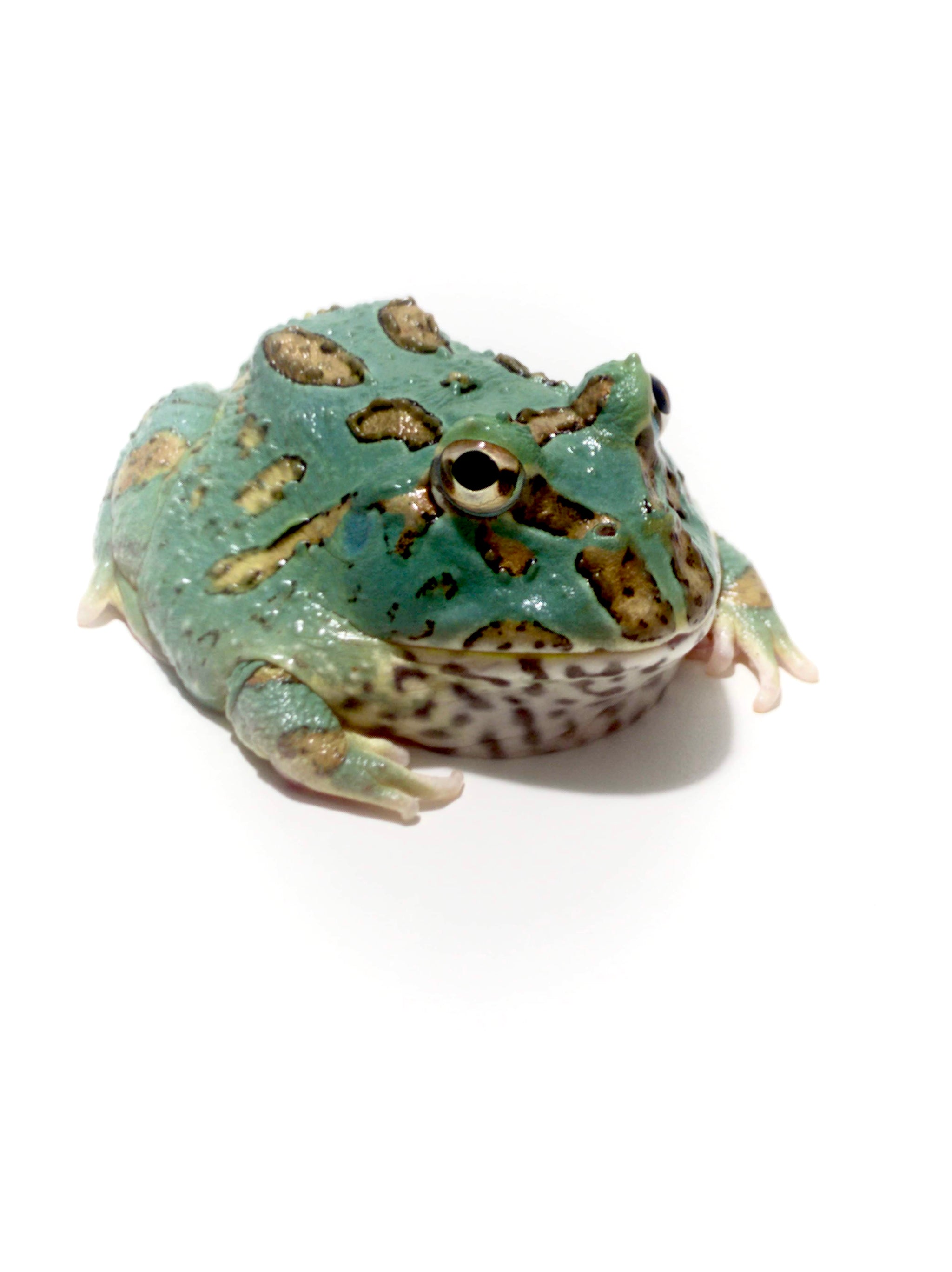Super Blue (Samurai Blue) Pacman Frog – JamJam Exotic