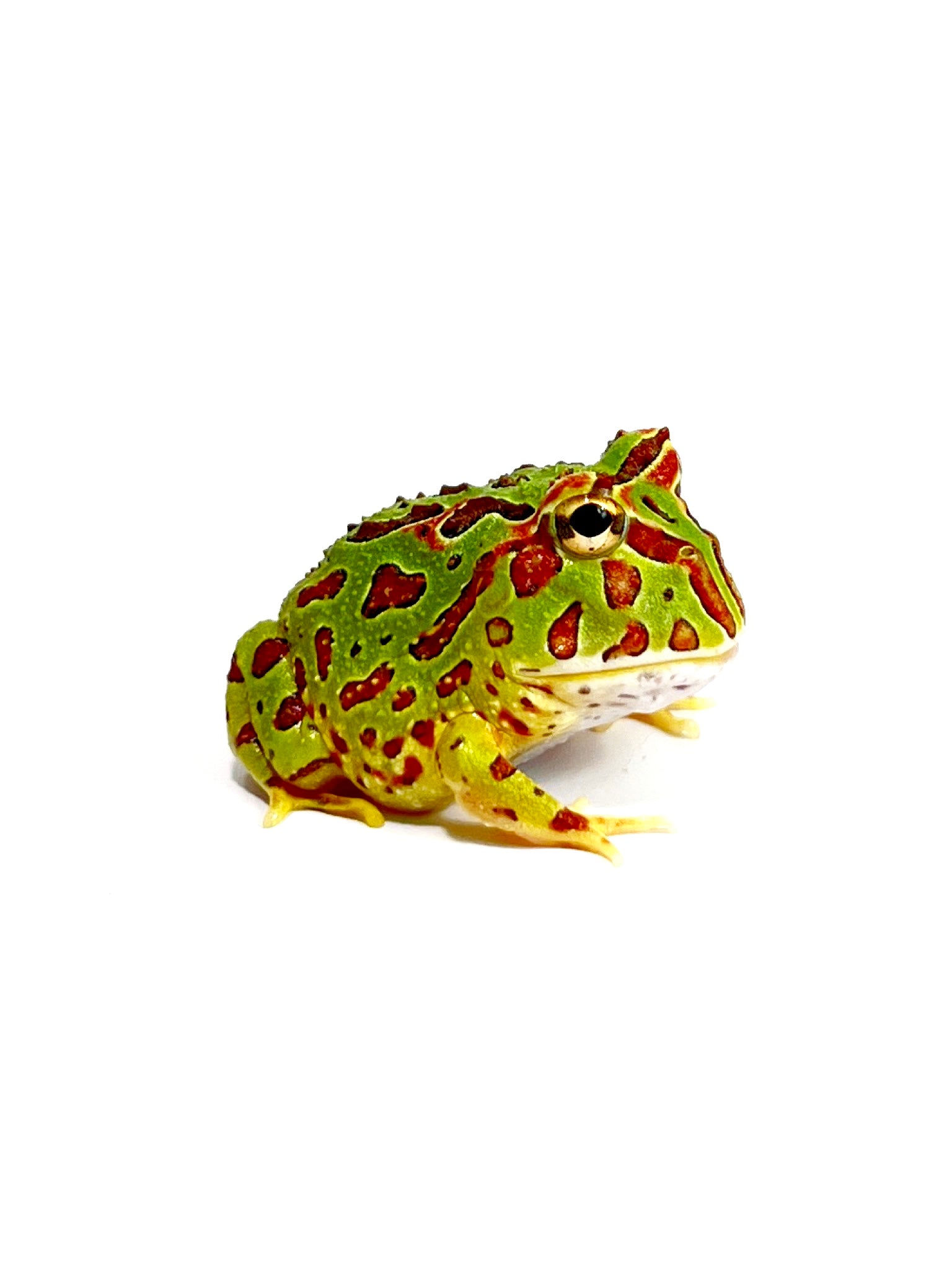 Ornuta (Cornuta x Ornata) – JamJam Exotic