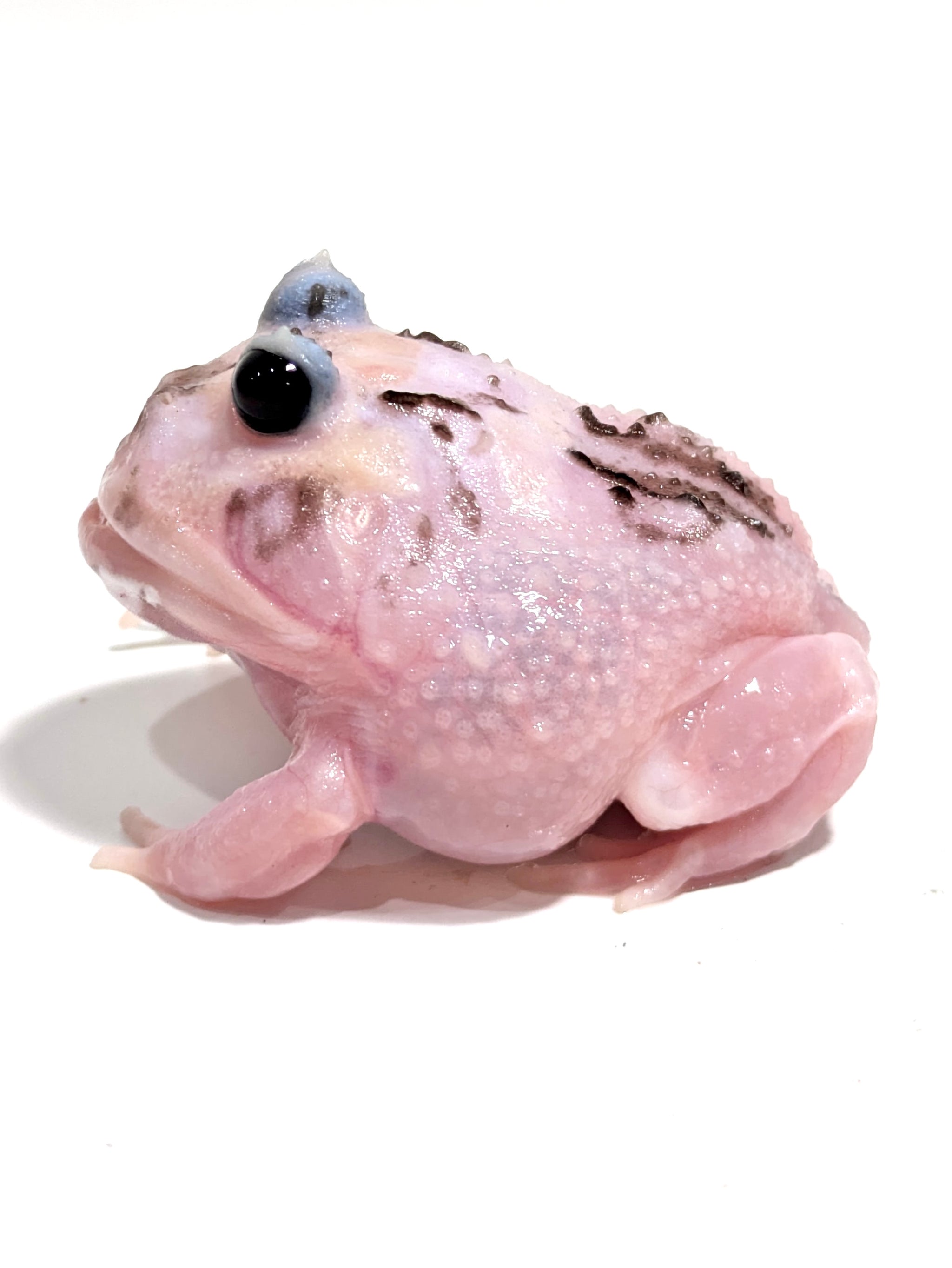 ピンク オパール 亀 Black Eyed Pink Chicken Mutant #1 – JamJam Exotic