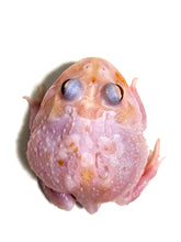 Load image into Gallery viewer, Black Eyed Pink Chicken Mutant #2
