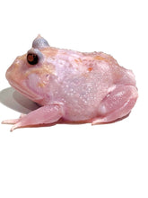 Load image into Gallery viewer, Black Eyed Pink Chicken Mutant #2
