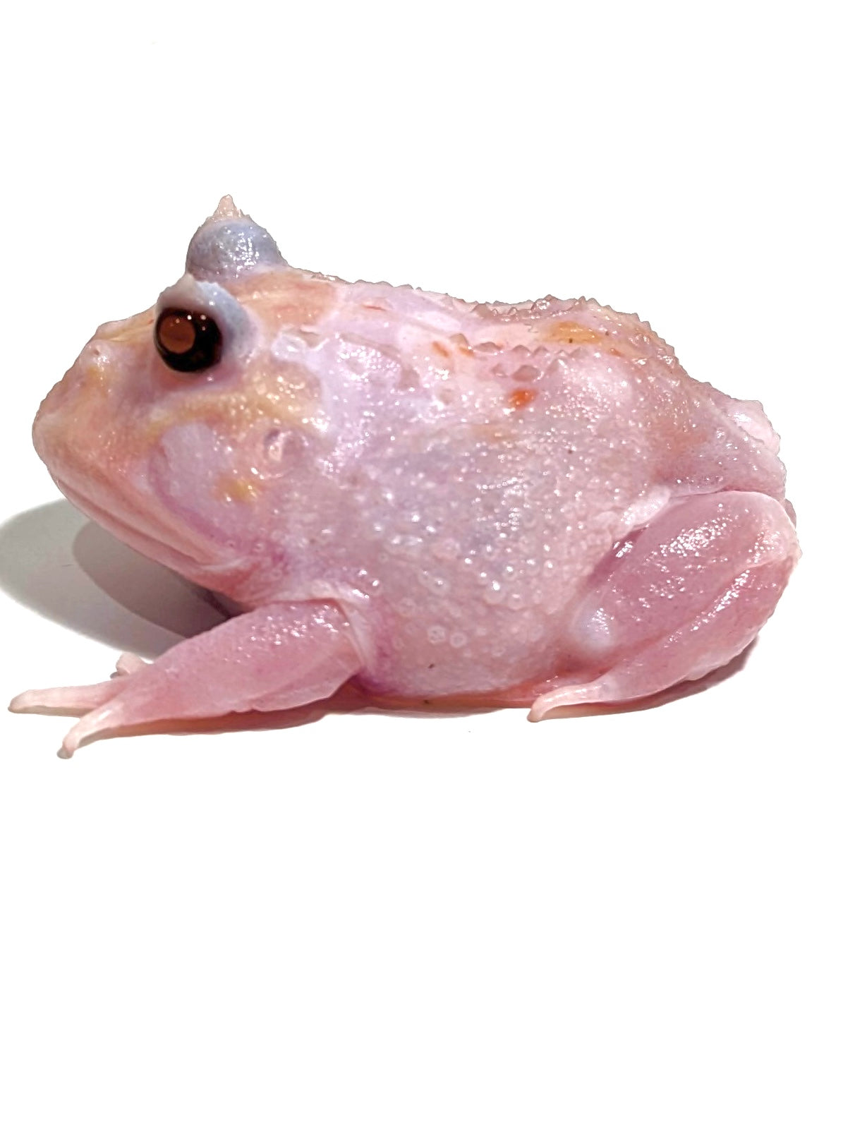 Mutant Pacman Frog online | Translucent Pacman Frog For Sale