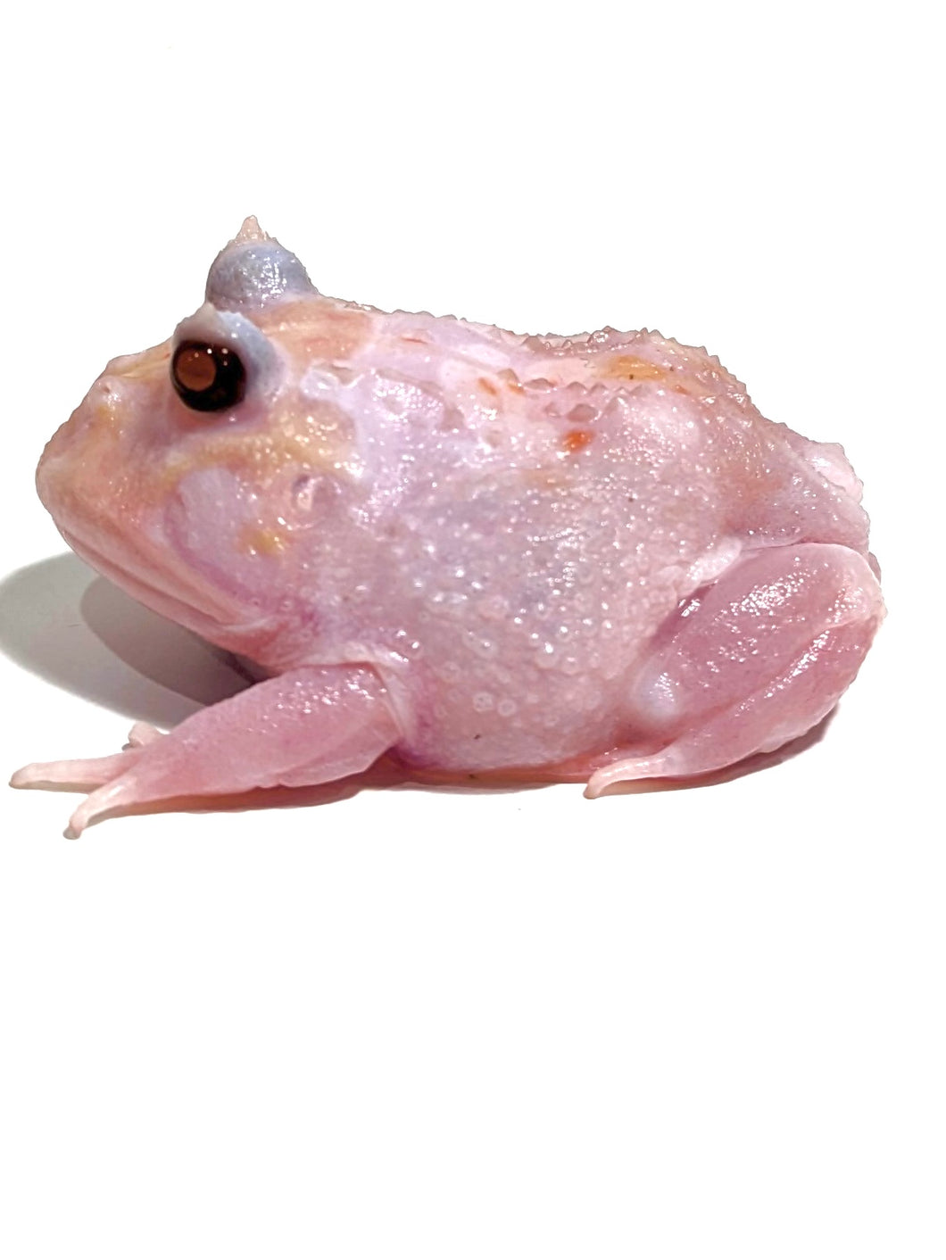 Black Eyed Pink Chicken Mutant #2