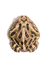 Load image into Gallery viewer, Adult Male Phantom Mutant #1
