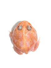 Load image into Gallery viewer, Yellow Pink Chicken Mutant #3

