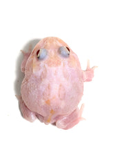 Load image into Gallery viewer, Pink Chicken Mutant #4
