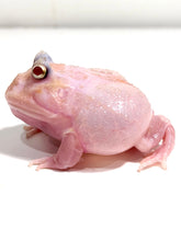 Load image into Gallery viewer, Pink Chicken Mutant #4
