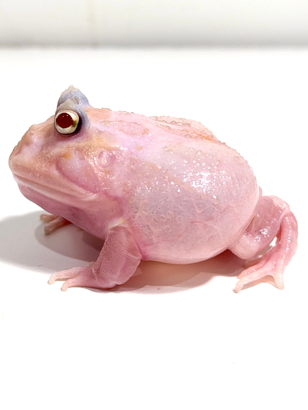 Pink Chicken Mutant #4