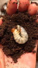 Load image into Gallery viewer, Giant Stag Beetle Larvae
