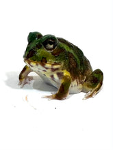 Load image into Gallery viewer, #2 Chaco Horned Frog (Green)
