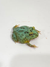Load image into Gallery viewer, #1 Super Blue (Samurai Blue) Pacman Frog
