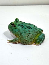 Load image into Gallery viewer, #2 Super Blue (Samurai Blue) Pacman Frog

