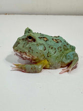 Load image into Gallery viewer, #3 Super Blue (Samurai Blue) Pacman Frog
