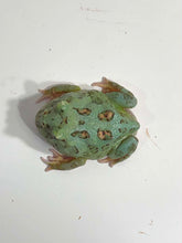 Load image into Gallery viewer, #3 Super Blue (Samurai Blue) Pacman Frog
