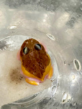 Load image into Gallery viewer, Black Eyed Pink Chicken Mutant #2
