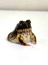 Load image into Gallery viewer, #3 Chaco Horned Frog (Green)
