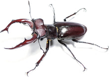 Load image into Gallery viewer, Giant Stag Beetle Larvae
