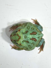 Load image into Gallery viewer, #6 Super Blue (Samurai Blue) Pacman Frog
