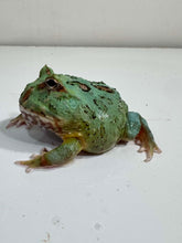 Load image into Gallery viewer, #6 Super Blue (Samurai Blue) Pacman Frog
