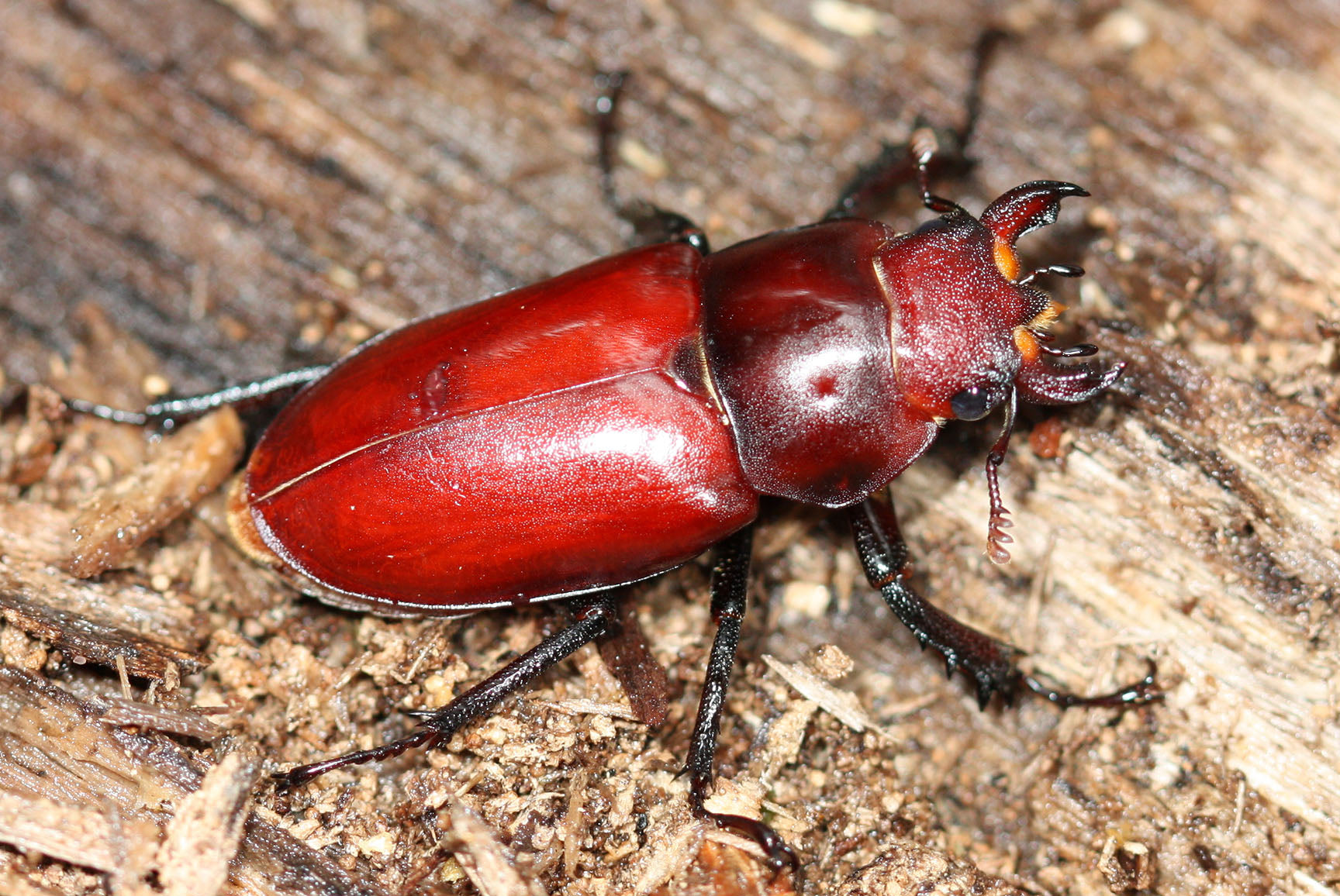 Giant Stag Beetle Larvae JamJam Exotic
