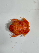 Load image into Gallery viewer, #1 Strawberry Pacman Frog
