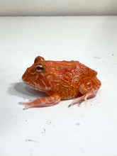 Load image into Gallery viewer, #1 Strawberry Pacman Frog
