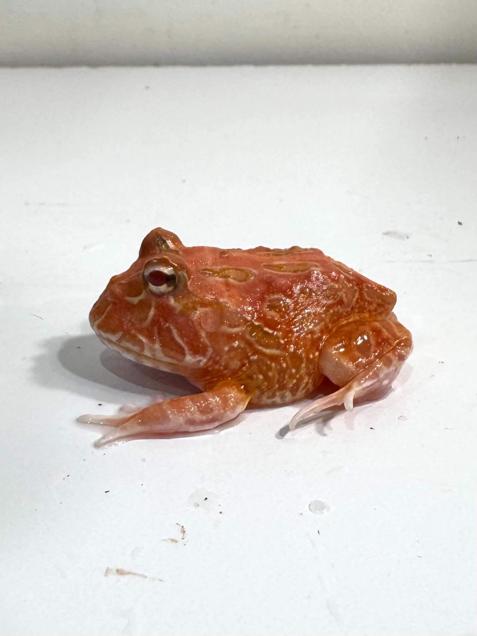 Buy Exotic Pet & Animals Online USA | Wholesale Pacman Frogs