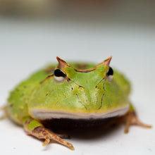 Load image into Gallery viewer, A99 Green Surinam Horned Pacman Frog - Ceratophrys cornuta
