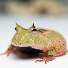 Load image into Gallery viewer, A97 Tricolor Surinam Horned Pacman Frog - Ceratophrys cornuta
