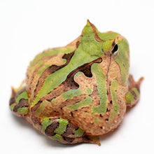 Load image into Gallery viewer, A97 Tricolor Surinam Horned Pacman Frog - Ceratophrys cornuta
